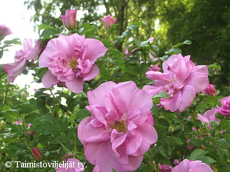 Rosa Rugosa-Ryhm� 'Belle Poitevine'
